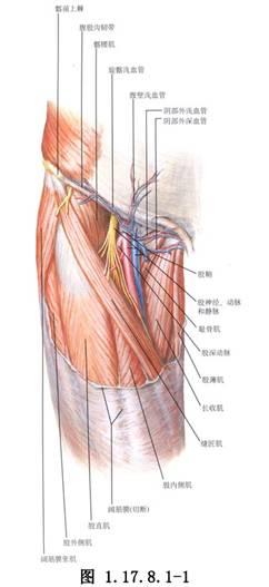 大隐静脉高位结扎,抽除或曲张静脉切除术