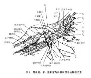 分根,干,股,束,支5个部分,有腋神经,肌皮神经,正中神经,桡神经,尺神经