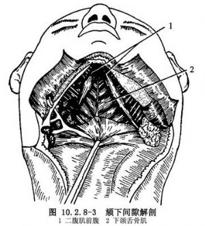 后界为舌骨体前缘,两侧为二腹肌前腹,底部为下颌舌骨肌,表面为舌骨上