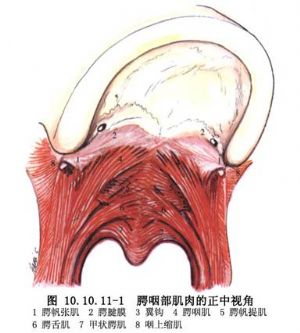 腭咽瓣法