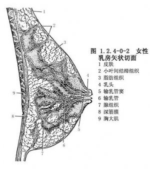 乳腺切除术后即刻乳房再造