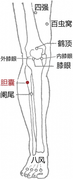 胆囊穴位于阳陵泉下1～2寸间,压痛明显处.